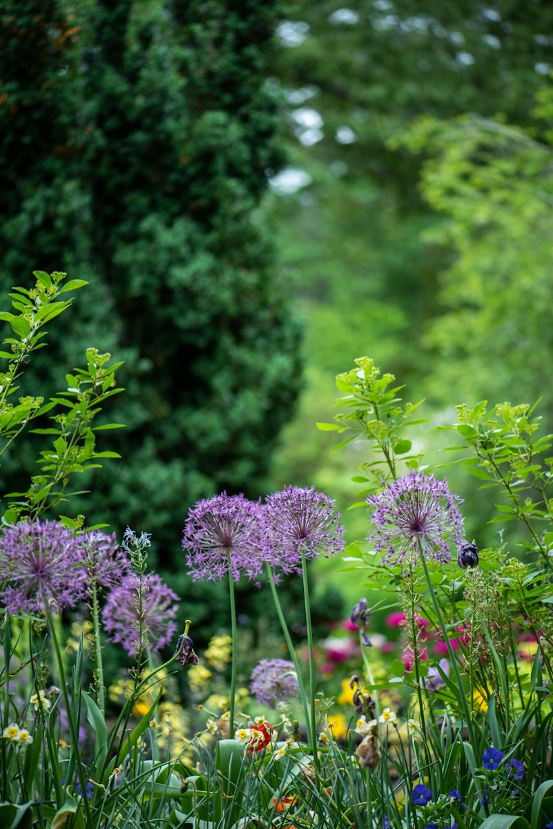 Photo by Erda Estremera purple petaled flowers